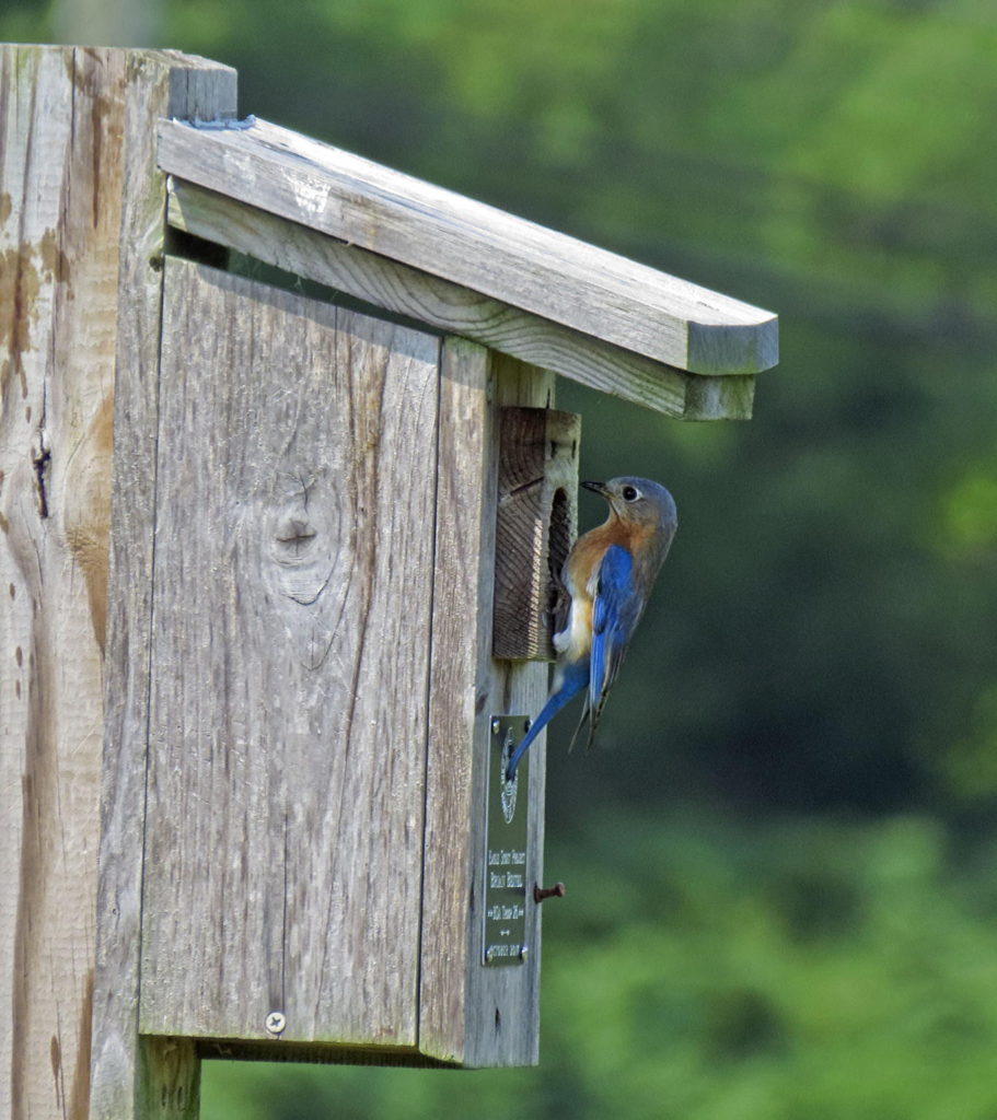 Eastern Bluebird