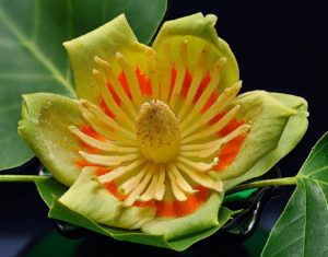 Tulip Tree Flower