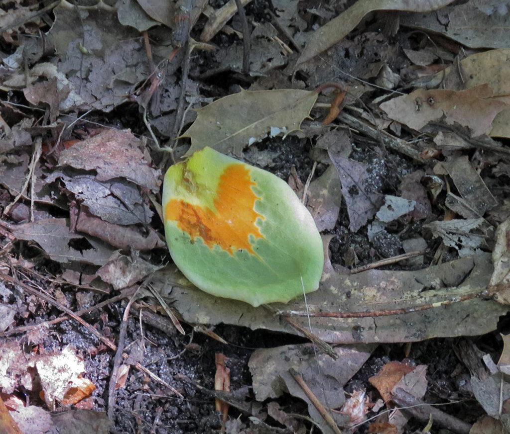 Tulip tree petal