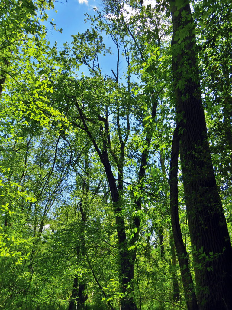 View upward from the trail