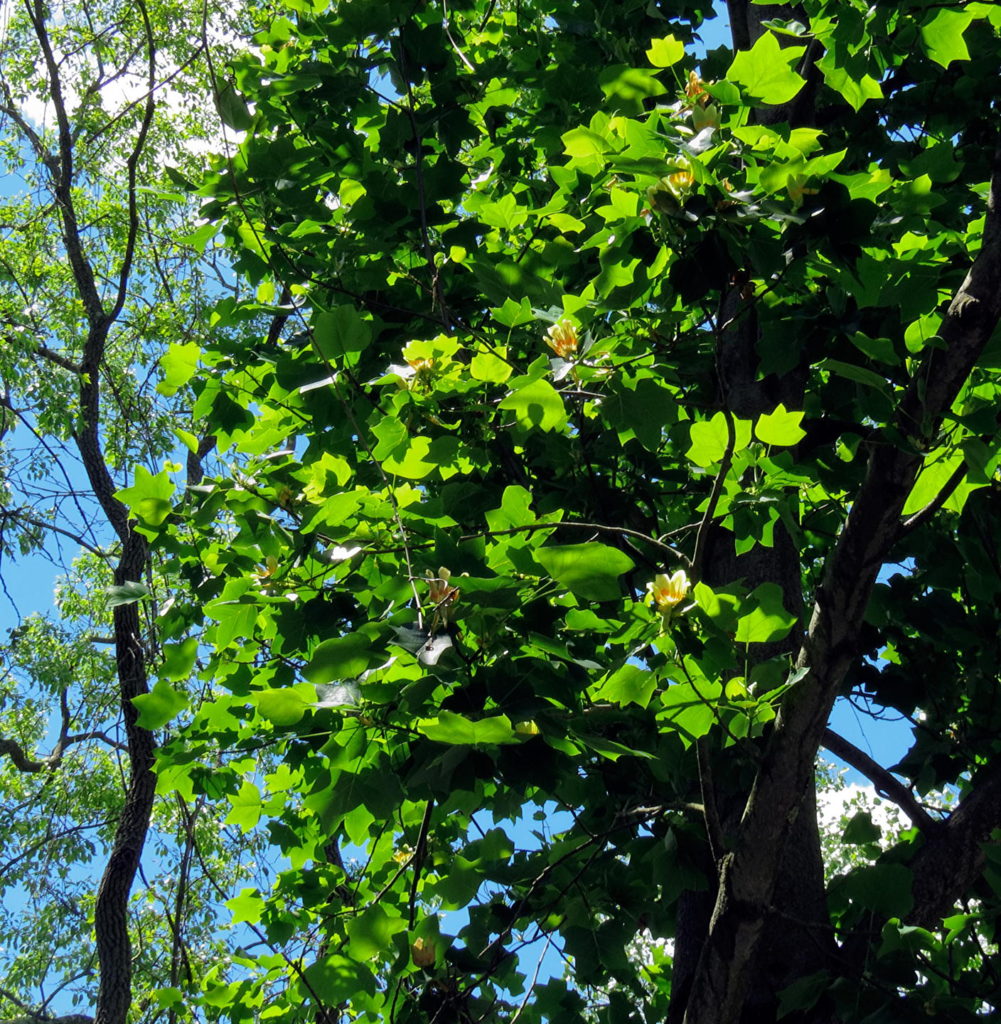 Tulip trees planted at Rushmore