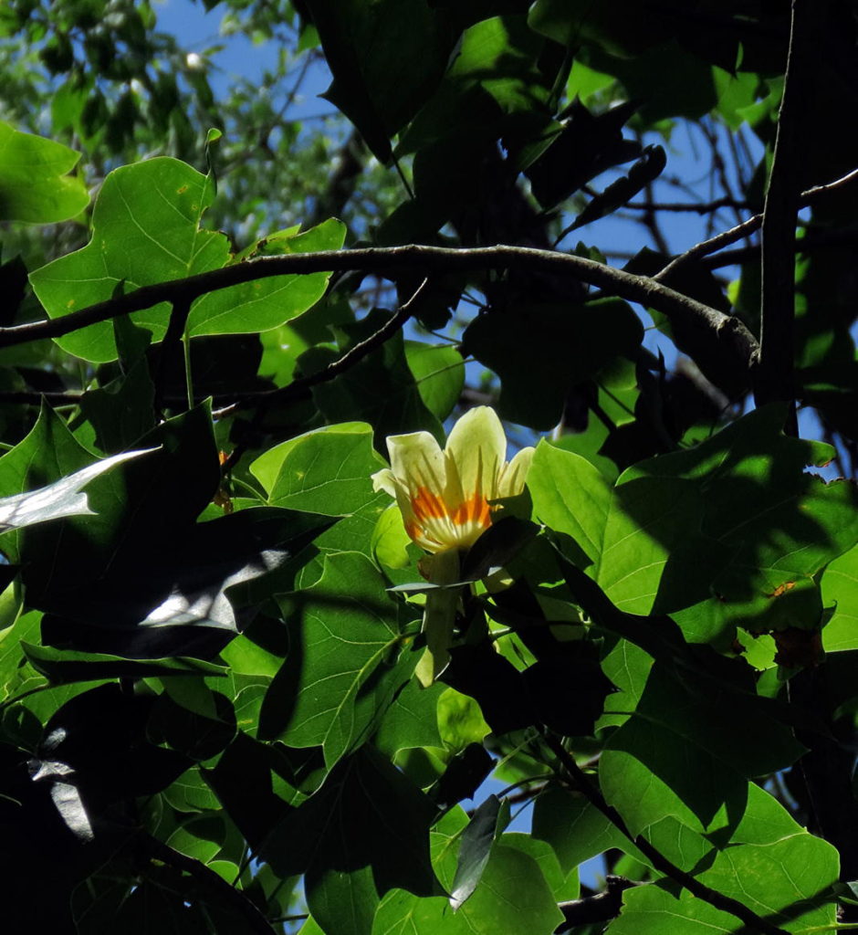 Closeup of a sun-lit blossom