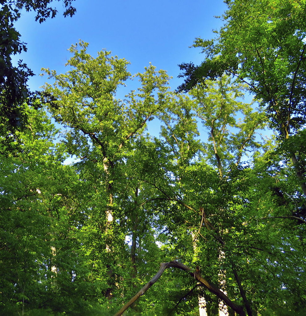 Mature Tulip trees exposed by a wind-fall