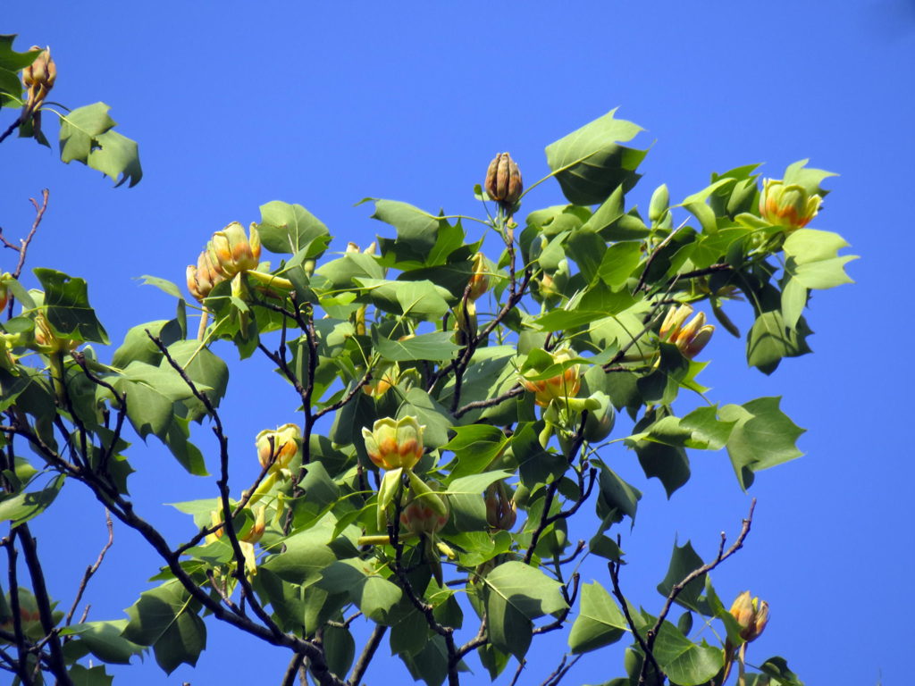 A 'scope of the crown showing abundant blossoms