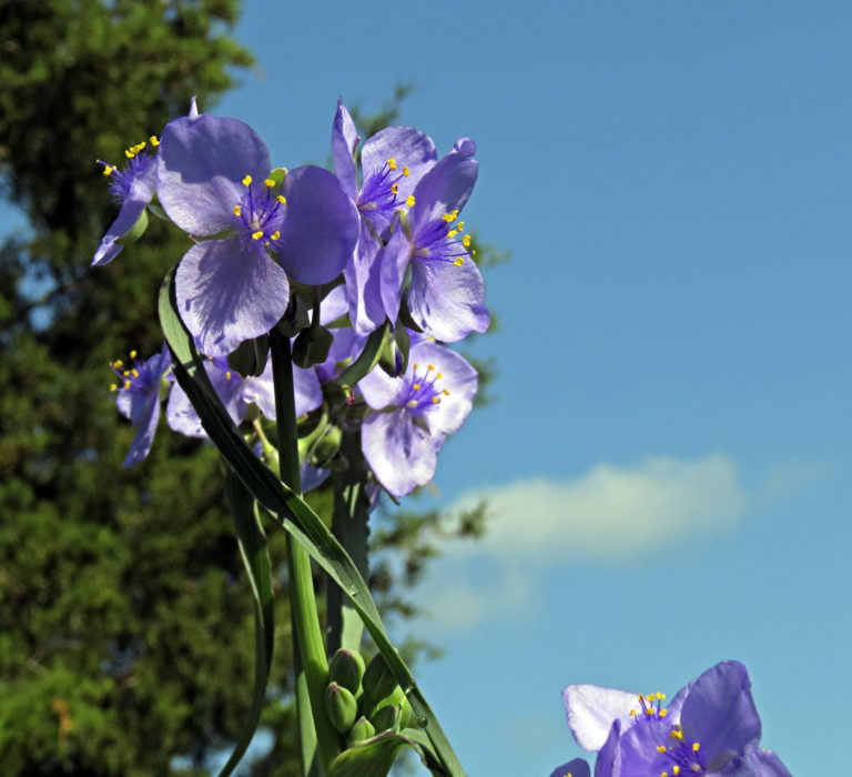 Bluejacket Tradescantia ohiensis (?)
