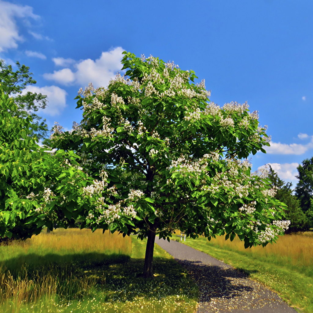 Catalpa4