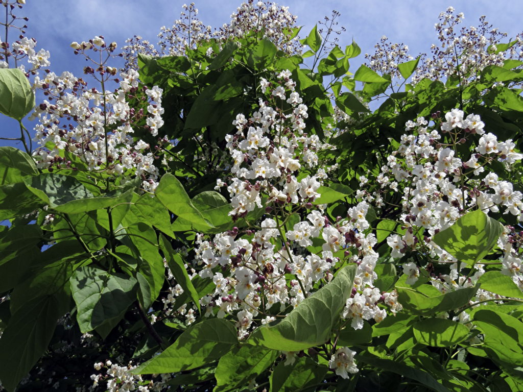 Catalpa3