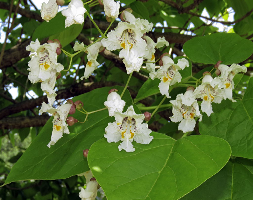 Catalpa2