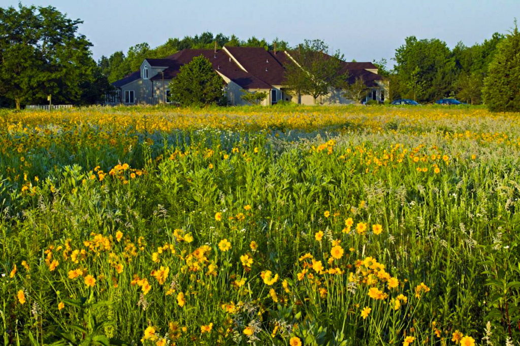 Stock photo of the Bridlington meadow, taken some years ago