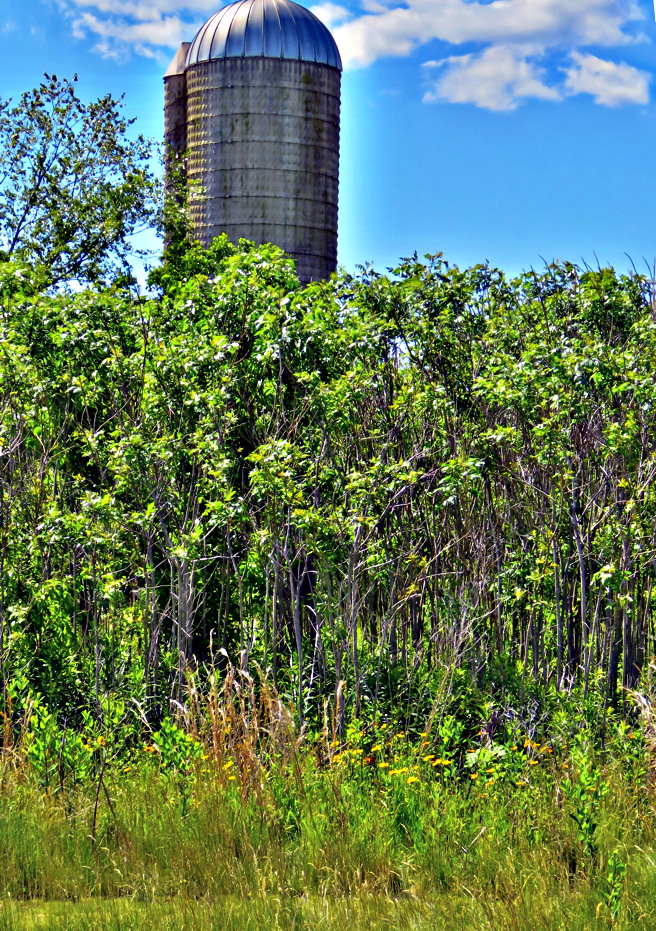 Daisies sheltered by sumacs