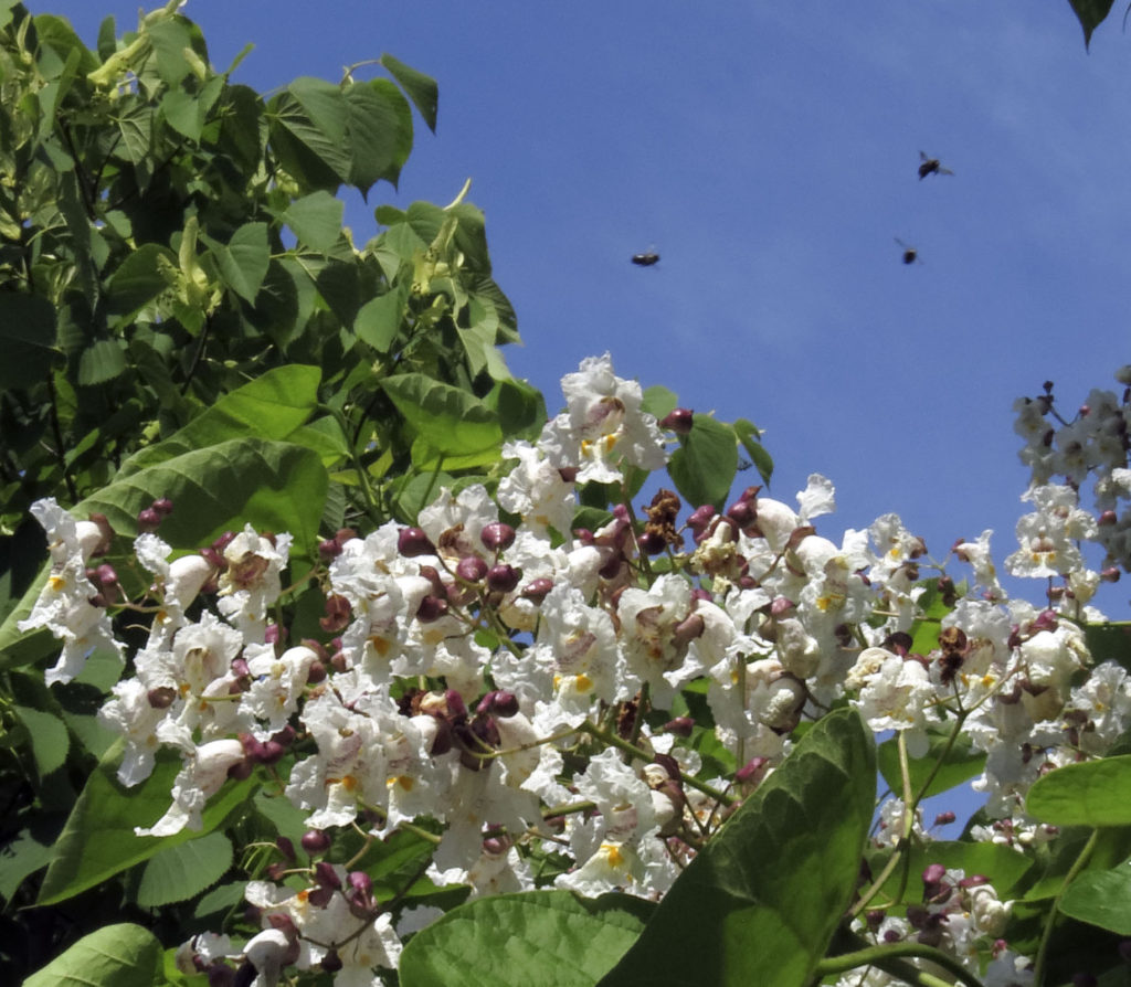 Catalpa1