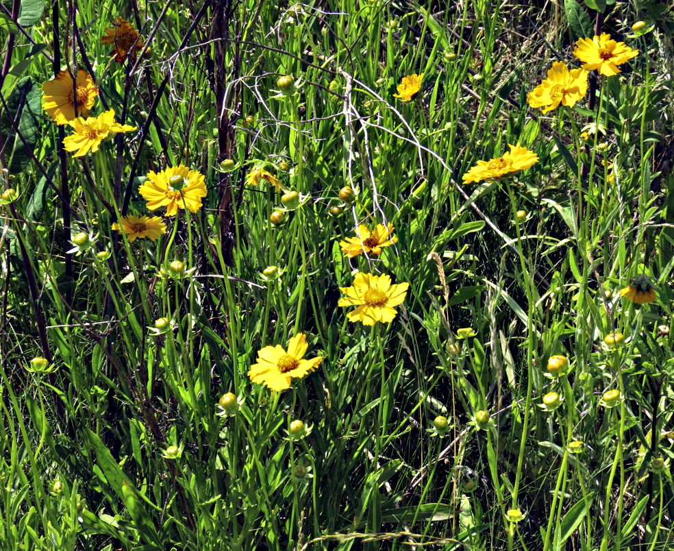 Lance-leaved Coreopsis daisies