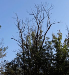 Leafless ash tree