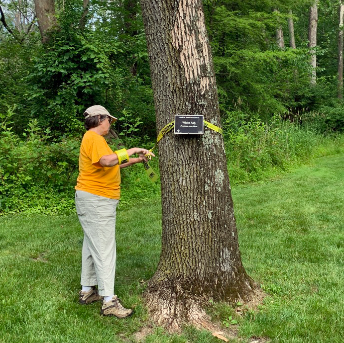 Ash tree to be removed