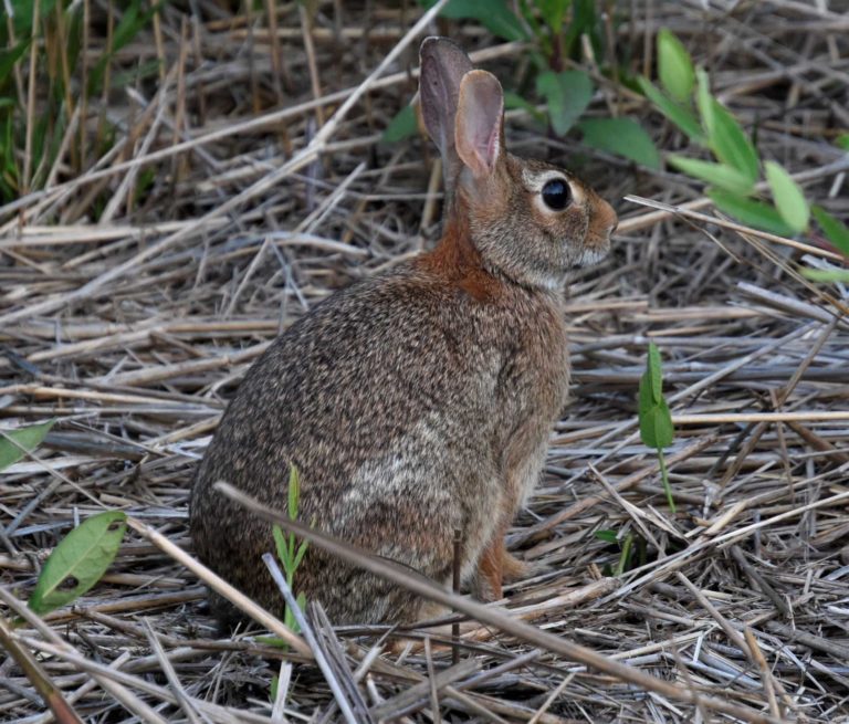 Bunny in meadow