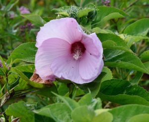 Rose Mallow