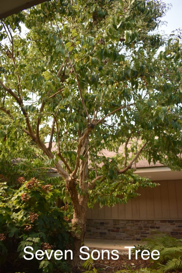 Seven Sons Champion Tree