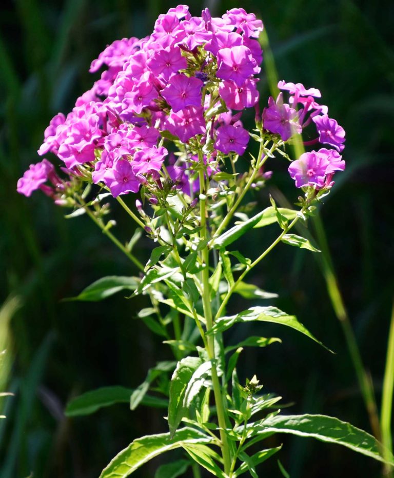 Summer Phlox