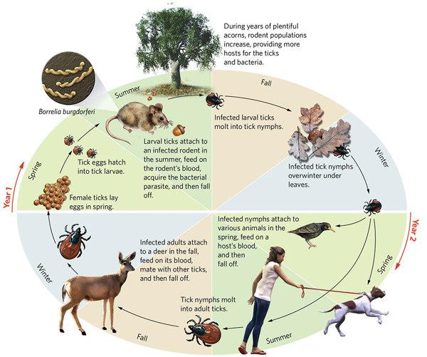 tick life cycle