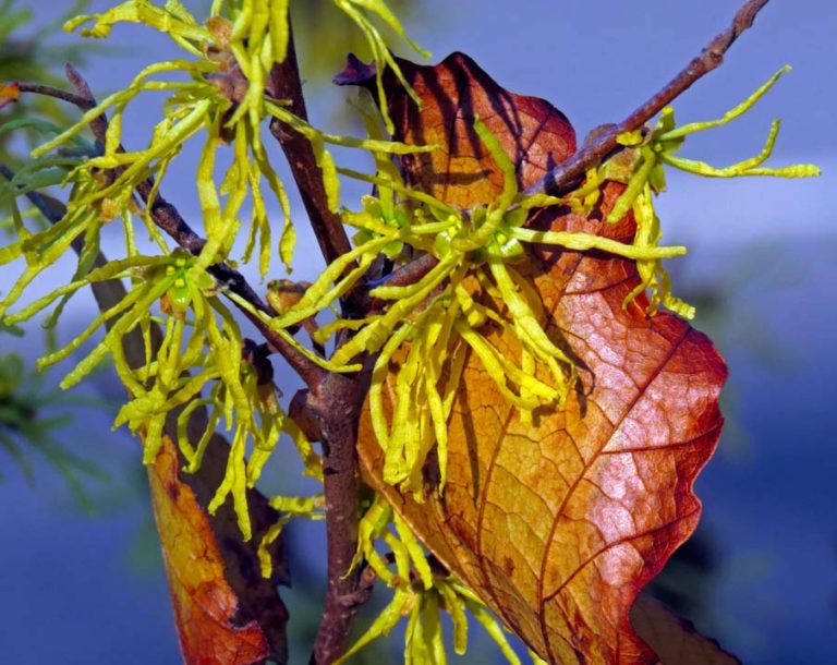 Witch Hazel flower