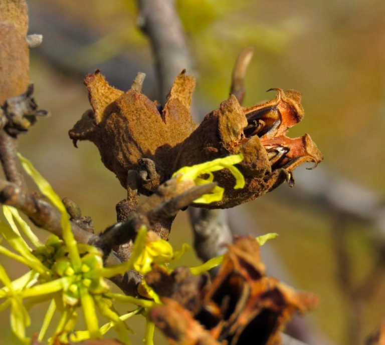 Witch Hazel capsule