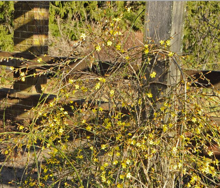 Winter Jasmine