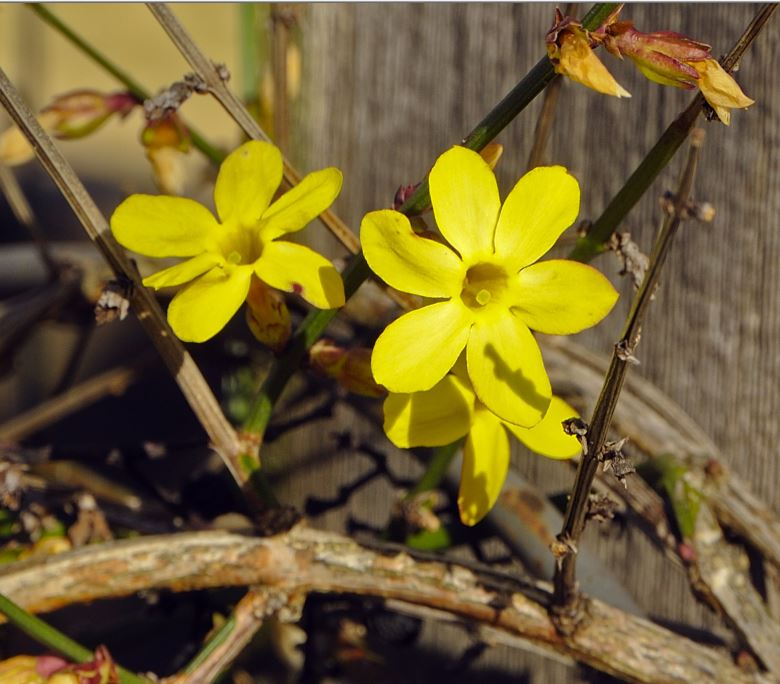 Winter Jasmine