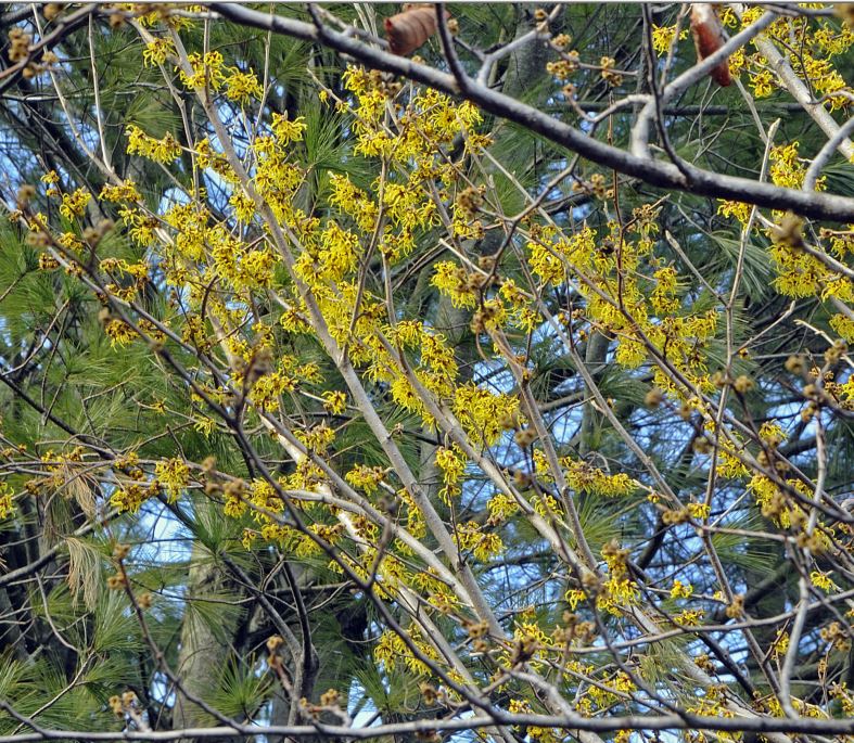 Witch Hazel