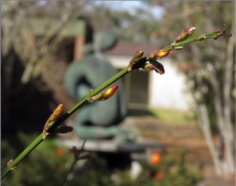 Winter Jasmine