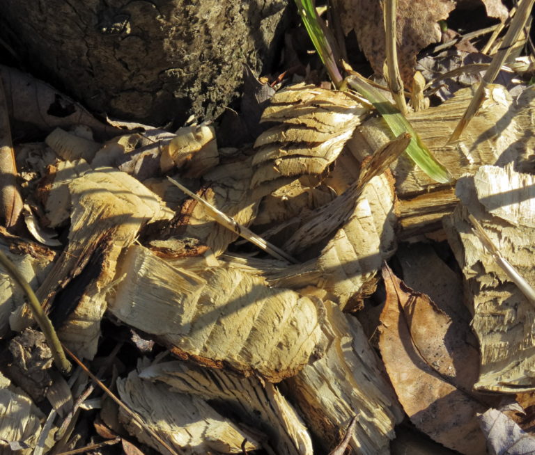 wood chips