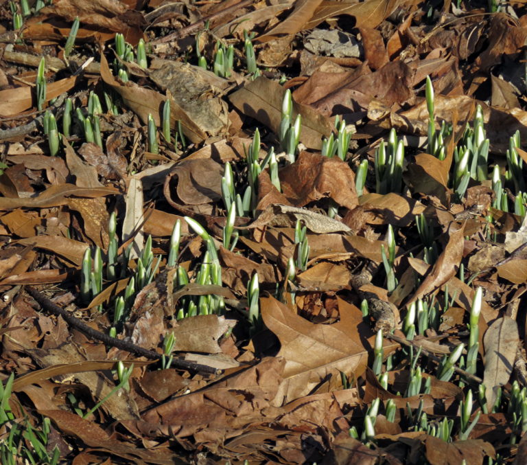 Snowdrops