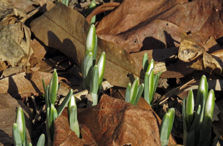 Snowdrops