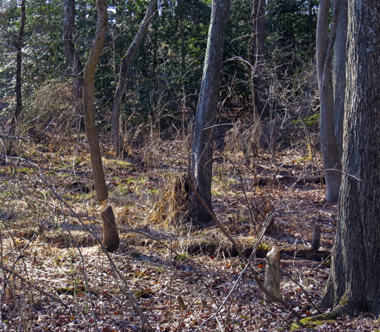 chewed stumps