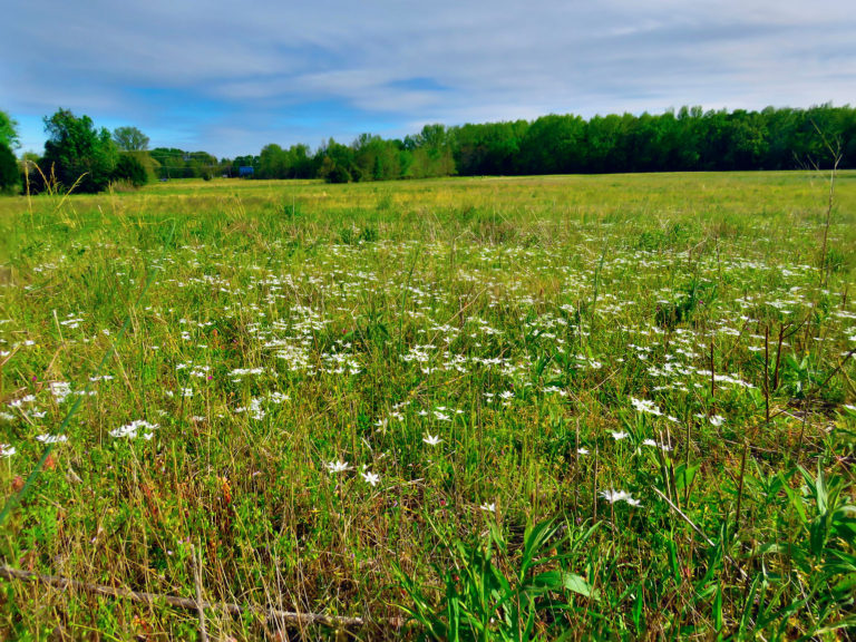 Field of Star of Bethlehem