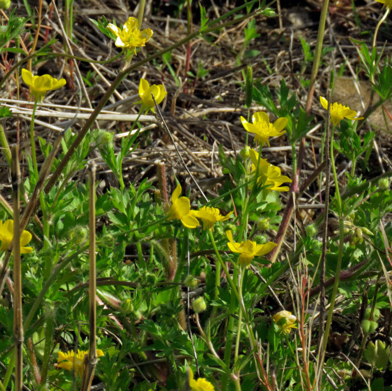 Hairy Buttercups