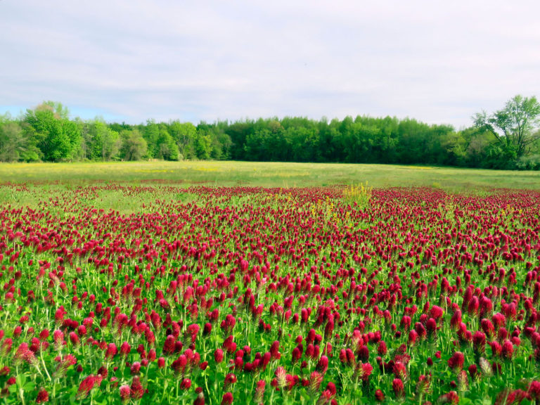 Crimson Field