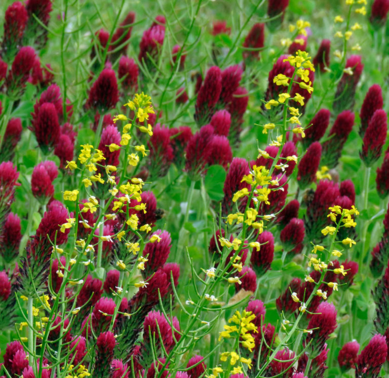 Crimson Clover & Yellow Mustard