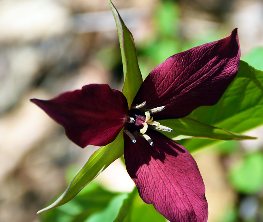 Red Trillium, Photo by Hank Heidler