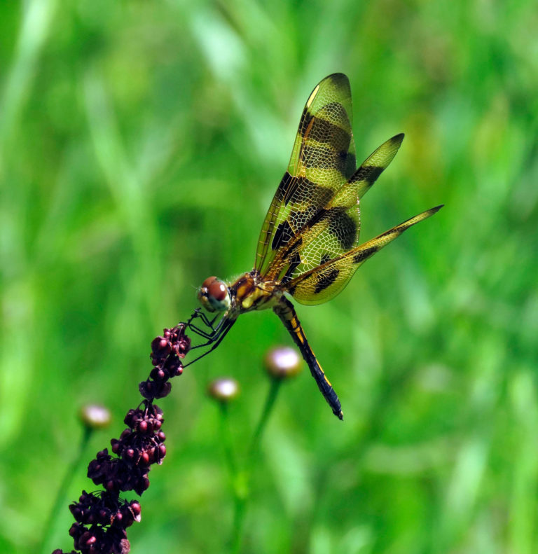 Halloween Pennant