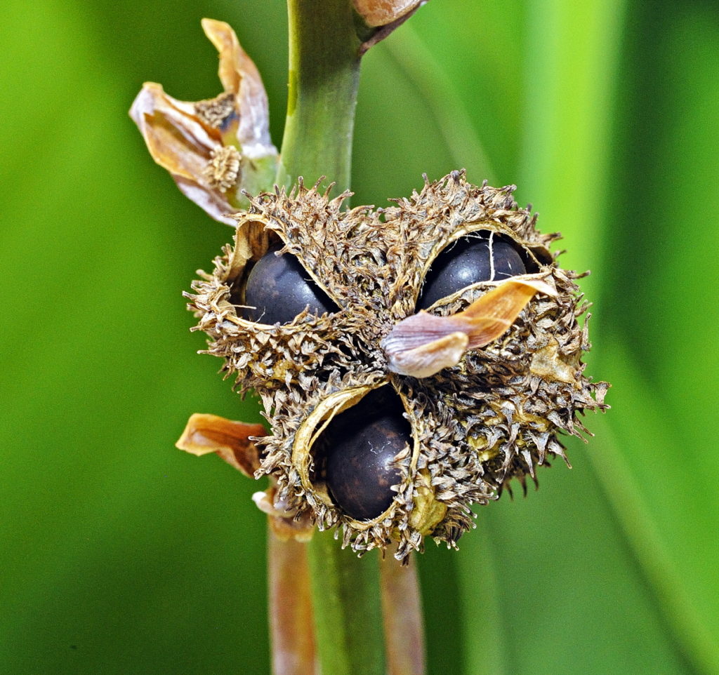 Canna pod