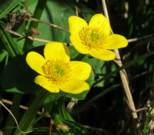 Marsh Marigold