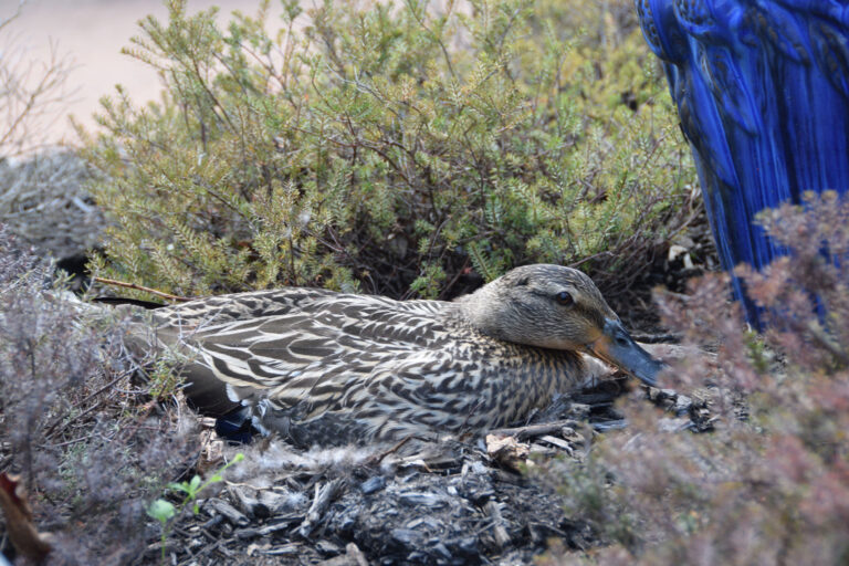 Louise the duck sitting on her nest