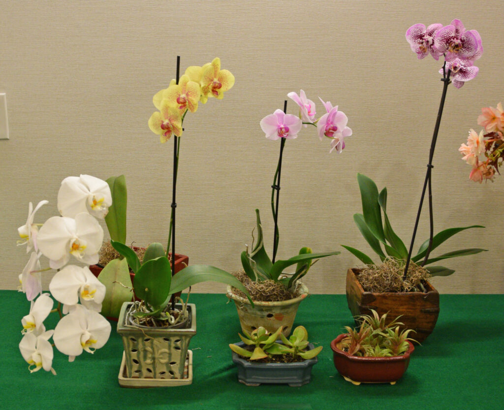 Some of Perry's prized orchids