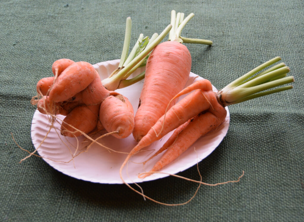 Unusual Vegetable entry