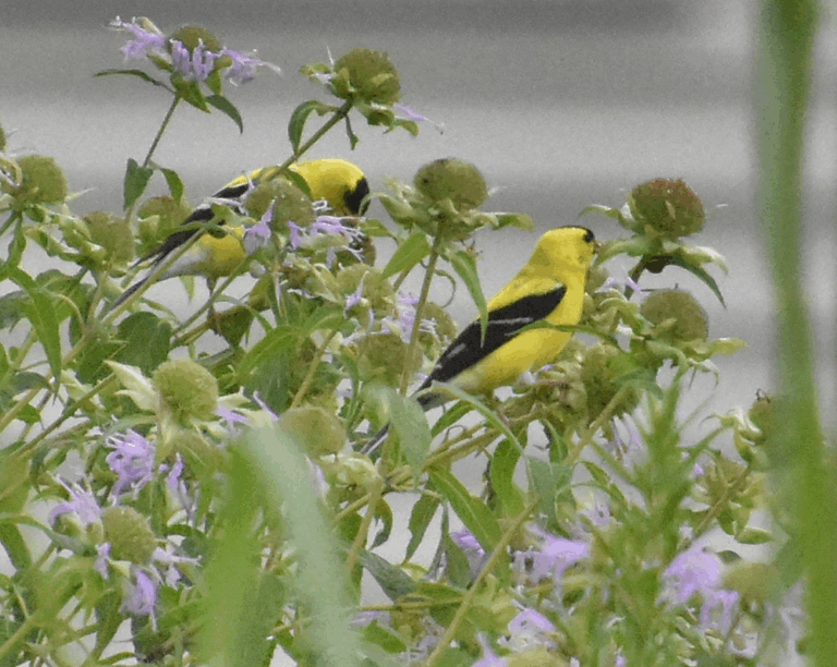 Goldfinches in the meadow at Lumberton Leas
