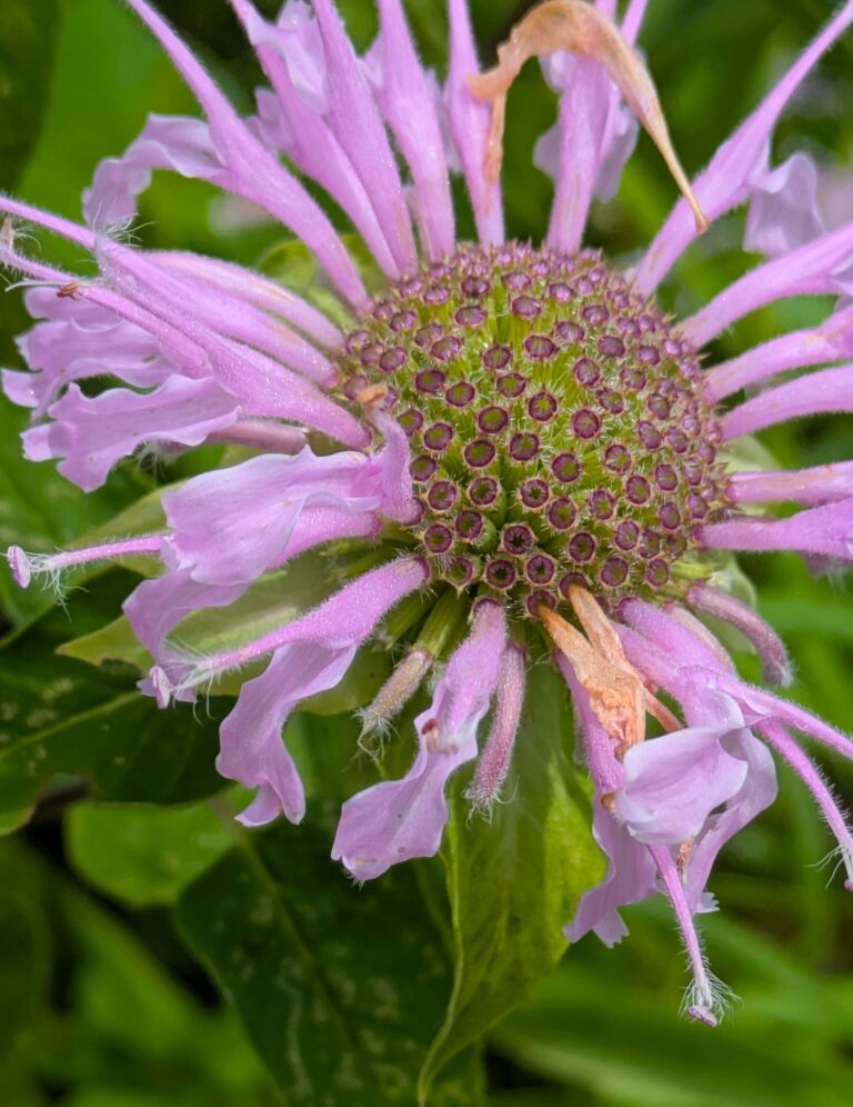 Bee-balm flower up close