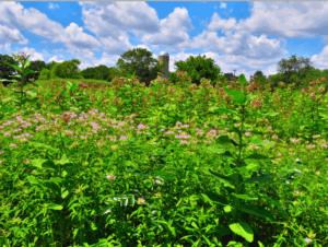 Bee-Balm in the North Meadow of Medford Leas