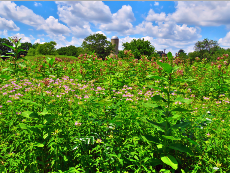Bee-Balm in the North Meadow of Medford Leas