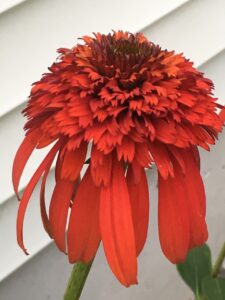 Hot Papaya Echinacea Hybrid in My Garden Here in Lumberton Hot Papaya Echinacea Hybrid in My Garden Here in Lumberton, Diane Samuel