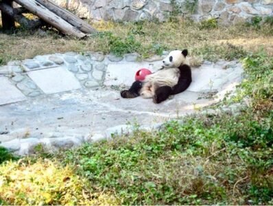 Resting After a Hard Day of Play Resting After a Hard Day of Play, Diane Symcak